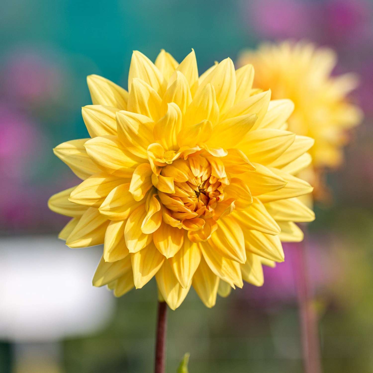 Daalia 'Noordwijks Glorie'
